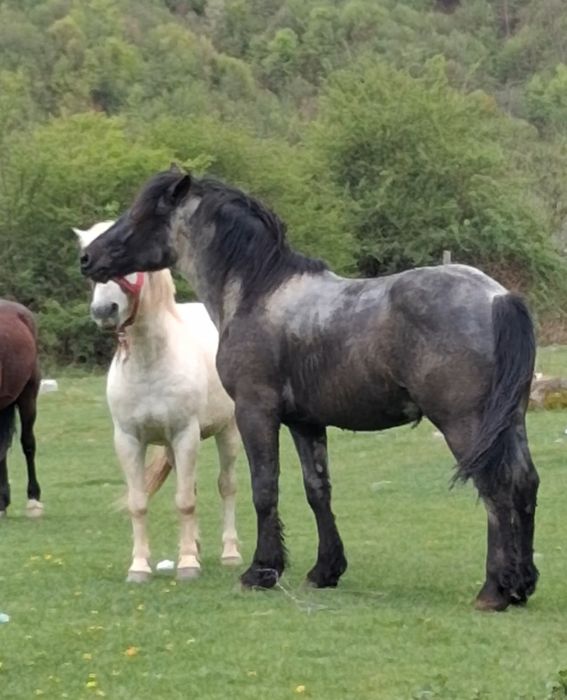 Vând manz de  1 an si 8 luni