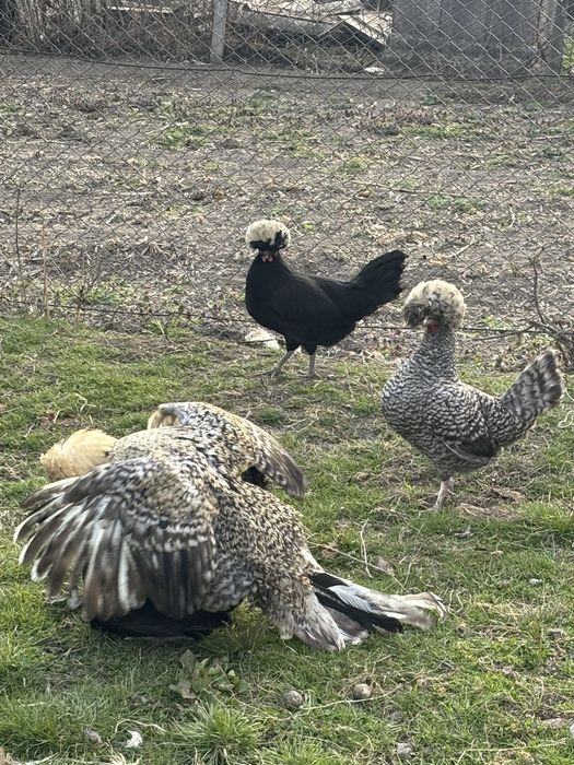 Vand ouă de moțată olendeza pt incubat