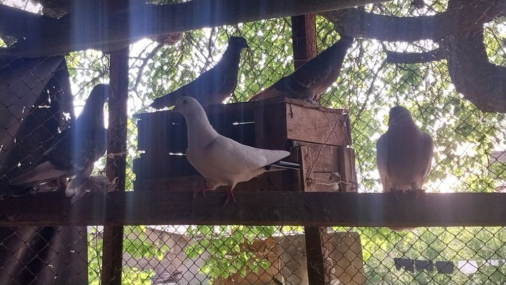 Здраствуйте,голубей продаётся оптом,15 штука,