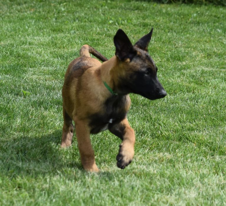 Ciobănesc Belgian Malinois