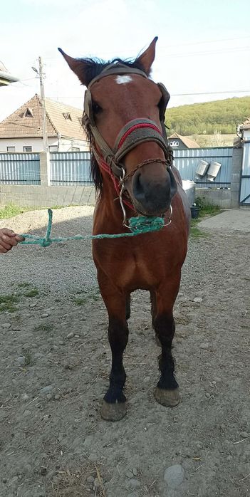 Mânz castrat foarte blând