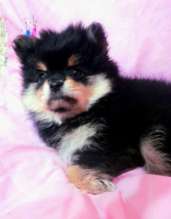 Померанский шпиц мини мишка