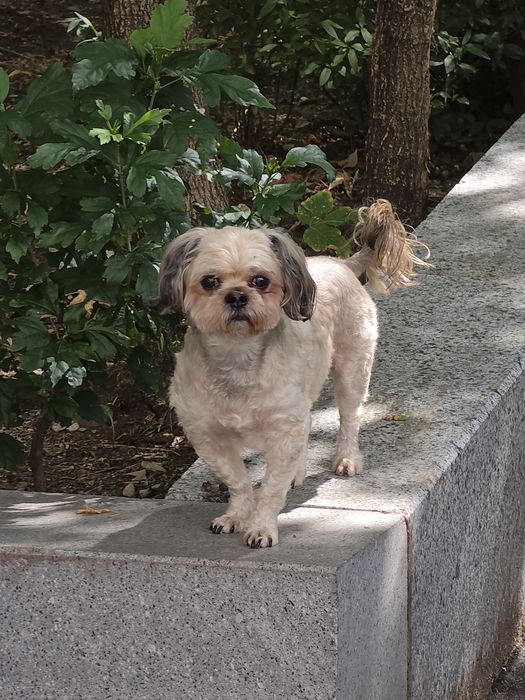 Donez cățel bichon talie mică
