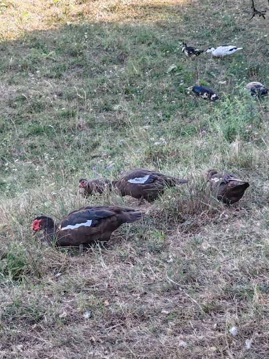 Curcan, rațe ciocolati muscovy și o rată lavandă și una gri