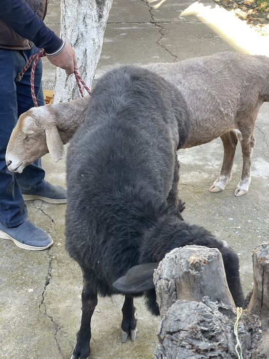 Bo‘g‘oz qo‘y sotiladi, qornida 1 oylik bolasi bor