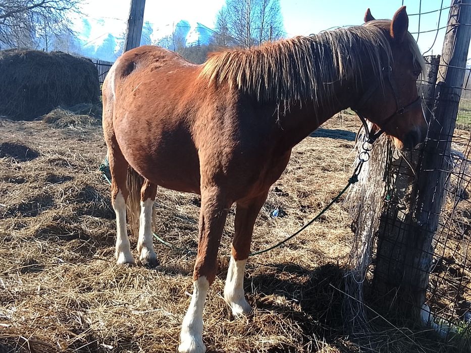 Продам кобылу. Обьезженная. 8 лет.