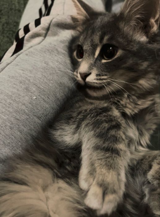 Кошка мальчик милый