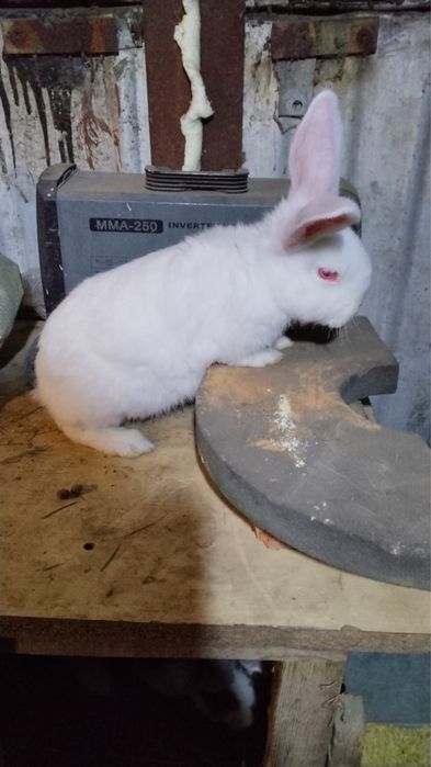 Продам самцов кроликов