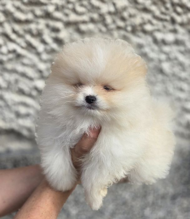 Померанчета- Померанчета