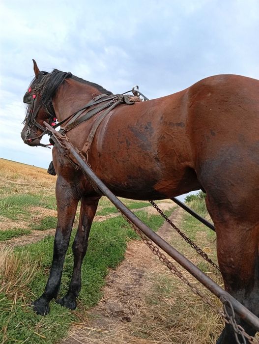 Cal de vânzare în vârstă de 7 ani