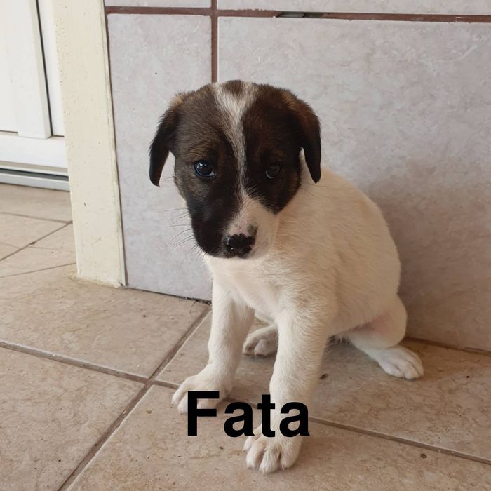 Donez catelusi de rasa comuna