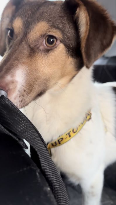 Щенок - подросток, девочка .