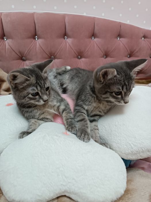 Котенок ищет дом