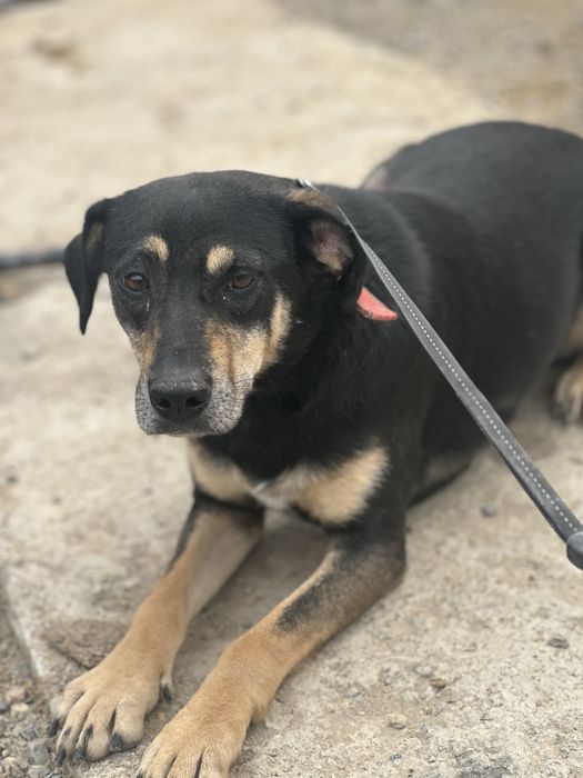 Собаки ищят дом, все стерильны.