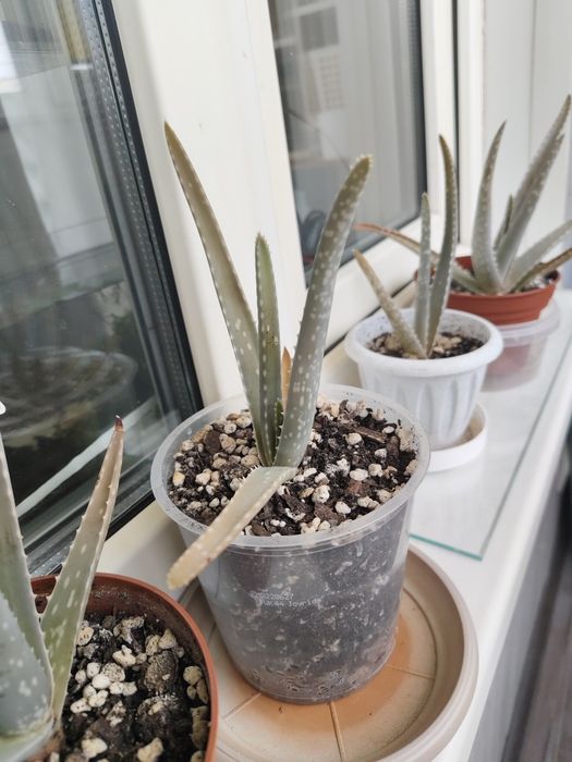 Алое вера ростки в рошке