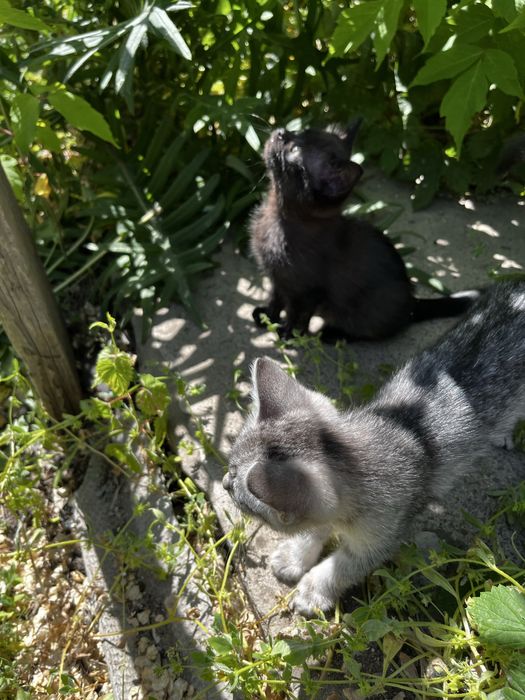 Котята 2 месяца , мальчики