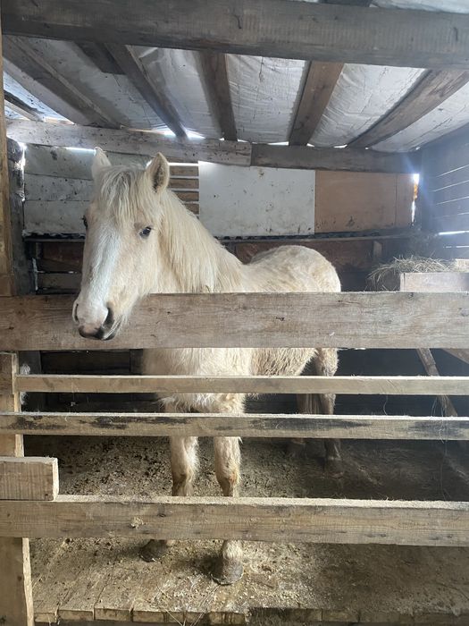 Продам лошадь откорм