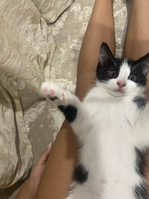 Котята бесплатно район Алматы 1