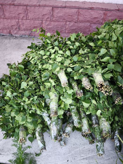 Продам берёзовые веники