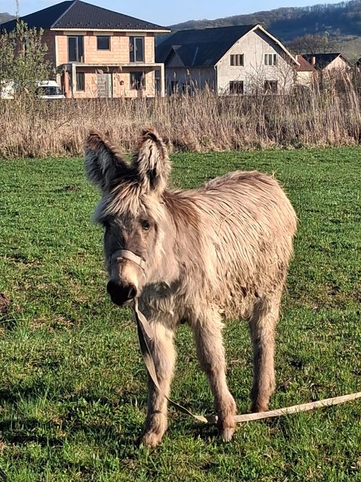 Vand Magarita  de 1 AN