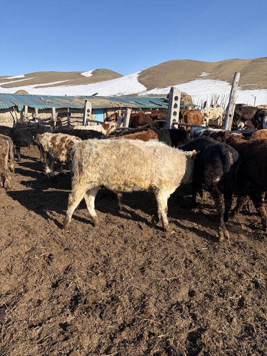 Продам годовалых бычков