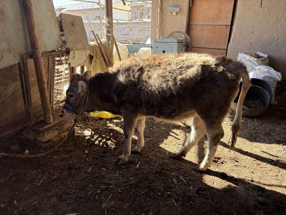 Зотдор моллар сотилади