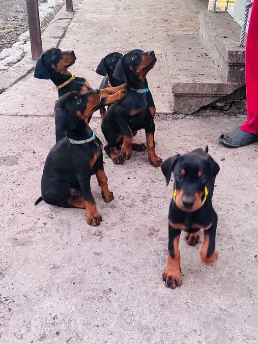 Доберманчета с родословни родители