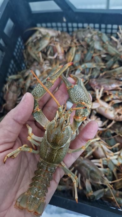 раки живые каспийские