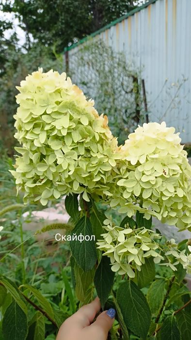 Гортензии  метельчатые  Вейгела