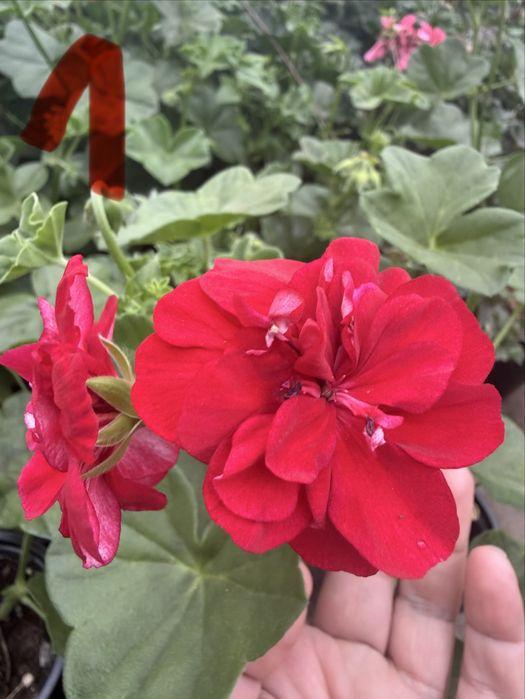 Сакъзче / каскадни мушката – висящи цветя балкон розов червен бял сакъз