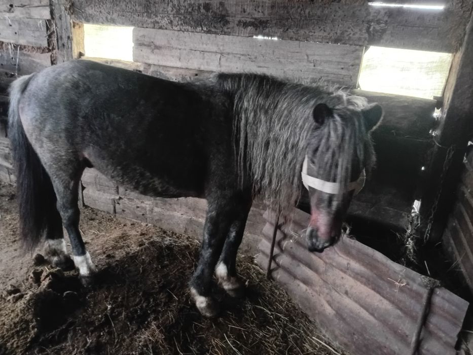 Еркек бордақы малдар