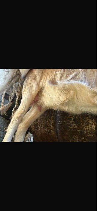 Продам доеных коз срочно