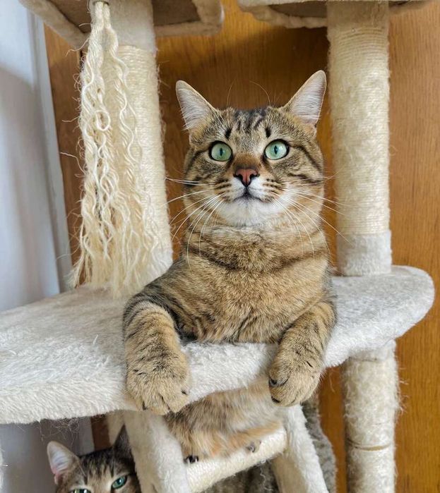 Мъжко таби коте търси дом