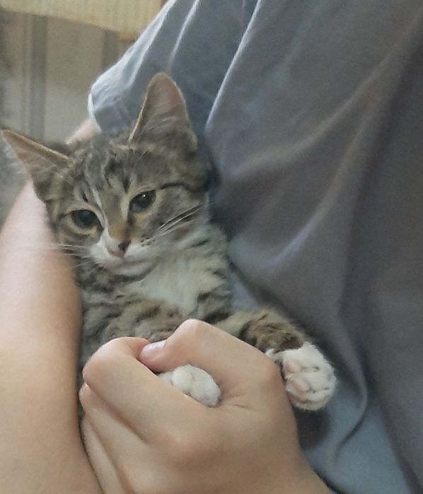 Милые, ласковые котятки