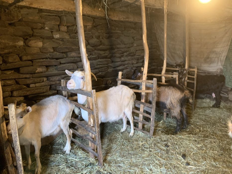 Vând iezi și capre alpine și nemțești și oi