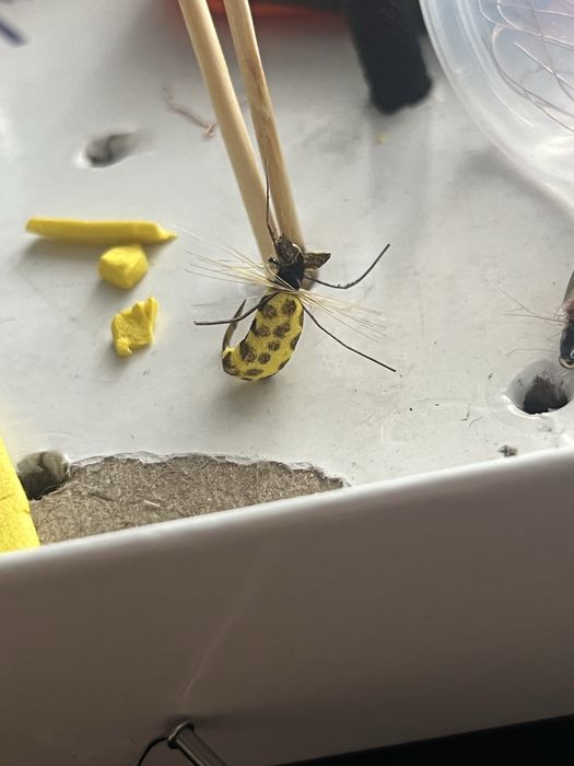 Ръчно изработени мухи и нимфи за риболов на пъстърва и кефал