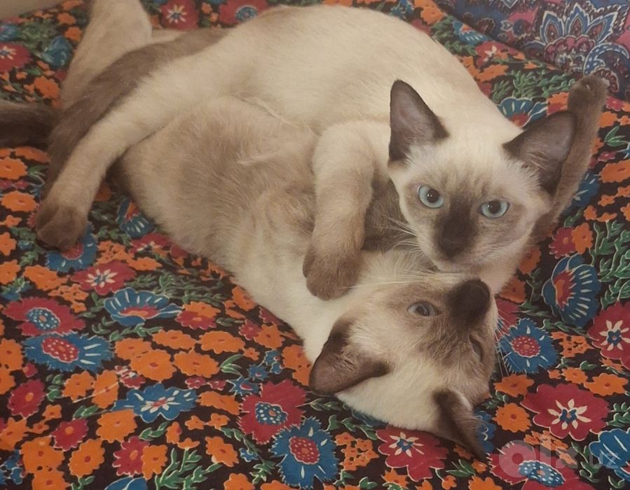 Сиамский кот 4 мес