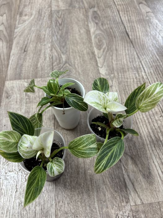 Продам комнатные цветы