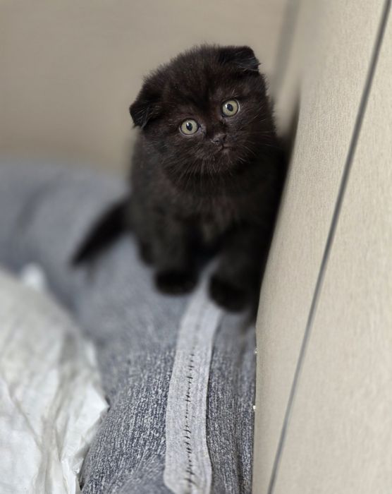 Scottish fold black de la crescător Felisa