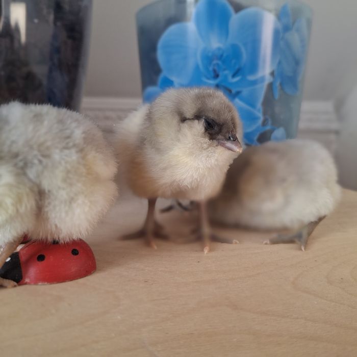 Цыплята амераукана