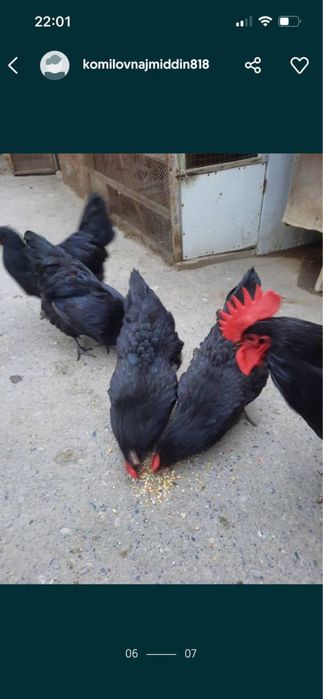 Астралоб товукларни тухумлари бор