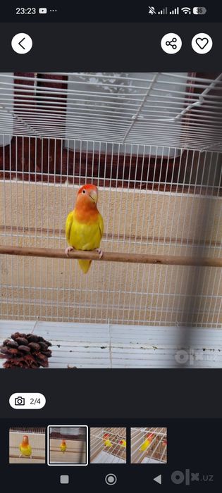 Nerazlushniki Lovebirds sotiladi Parasi bilan
