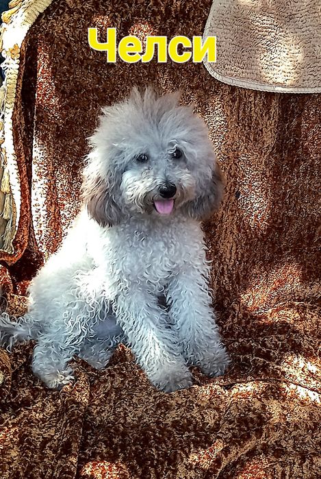 Передержка собак