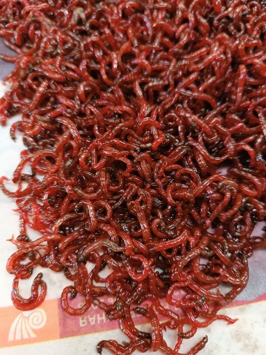 Мотыль мормыш опарыш