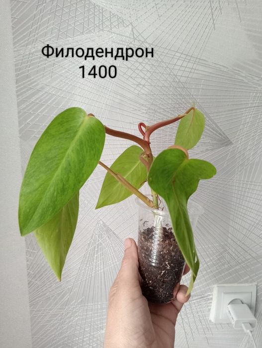 Продам комнатные цветы