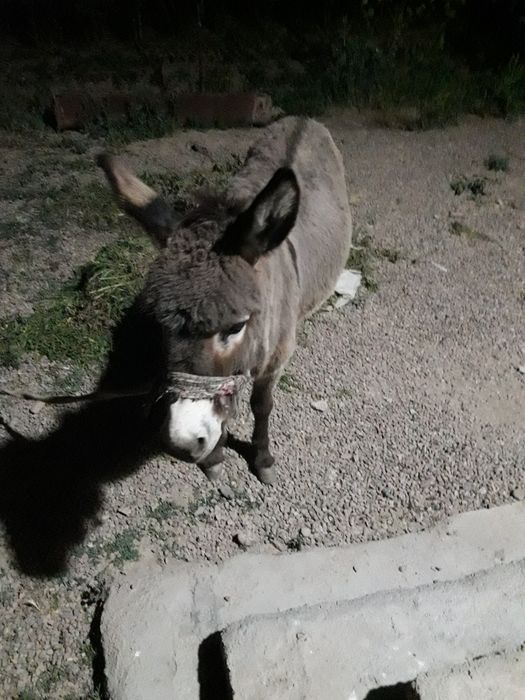 Eshak srochni sotiladi