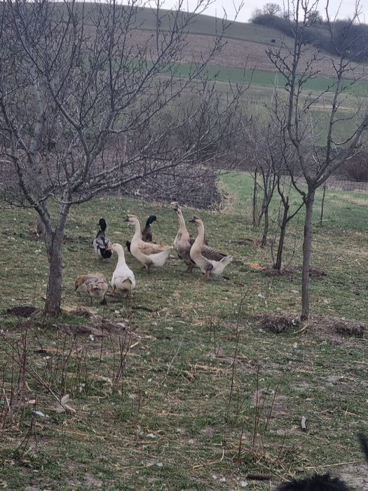 Rațe și gâște de vânzare