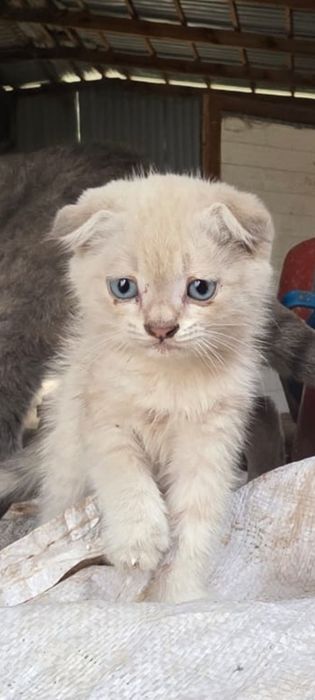 Продам британских вислоухих котят