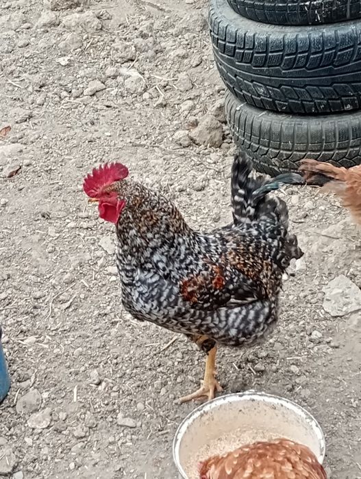 Cocos pitic porumbac