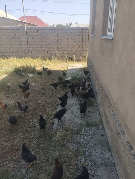 Жағдай жақсы уй тауықтары